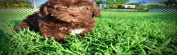 Havapoo dogs for sale: Emily - Ad 15