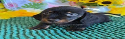 Dachshund dogs for sale: Rhett Wire - Ad 5