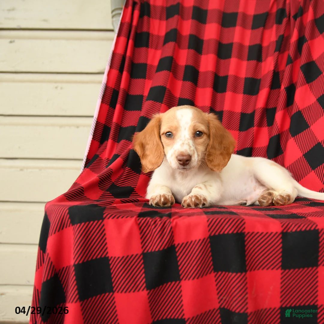 Dachshund dogs for sale: Freckles - Ad 5