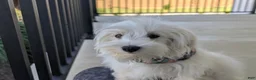 Maltese dogs for sale: Hale 7 lbs Full Grown - Ad 8