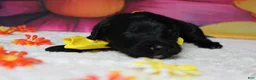 Bernedoodle dogs for sale: Onyx  - Ad 6