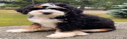Mini Bernedoodle dogs for sale: 🩵IN BOSTON MASSACHUSETTS AREA🩵TRADITIONAL TRI COLOR🩵MINI BERNEDOODLE🩵 - Ad 3