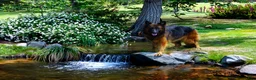 German Shepherd dogs for sale: German Shepherd male yellow collar - Ad 3