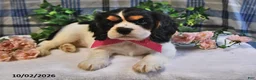Cavalier King Charles Spaniel dogs for sale: Cassie   - Ad 3