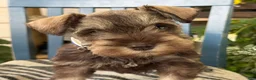 Miniature Schnauzer dogs for sale: Winston - Ad 15