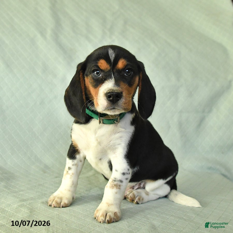 Yaron (Beagle, Male) in Herndon, PA