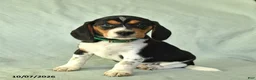Beagle dogs for sale: Yaron - Ad 1