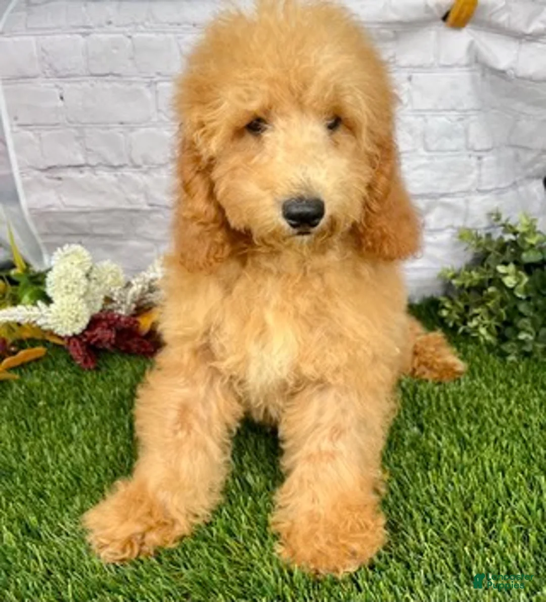 Miniature Poodle dogs for sale: Gunner Miniature Poodle  - Ad 2