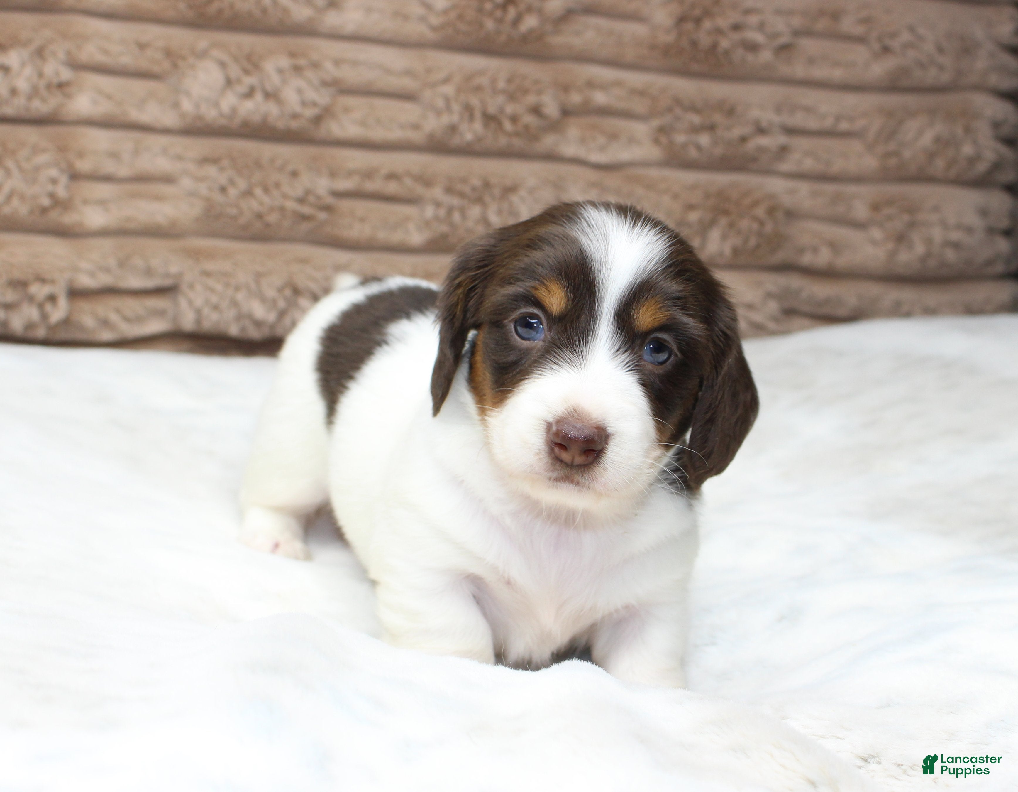 Dachshund dogs Macy - Ad 27