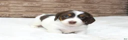 Dachshund dogs for sale: Macy - Ad 1