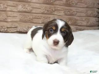 Dachshund dogs Macy - Ad 18