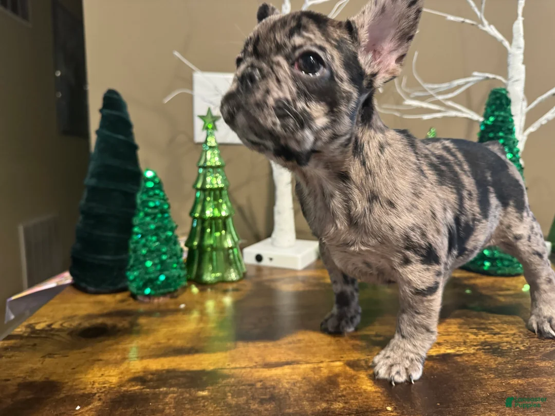 French Bulldog dogs for sale: French Bulldog Puppy 4 - Ad 2