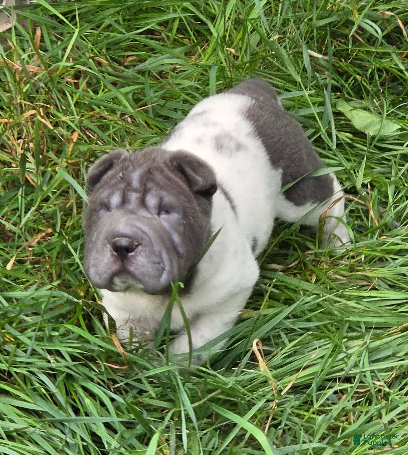 Shar Pei dogs Tina blue flower brush coat mini - Ad 2
