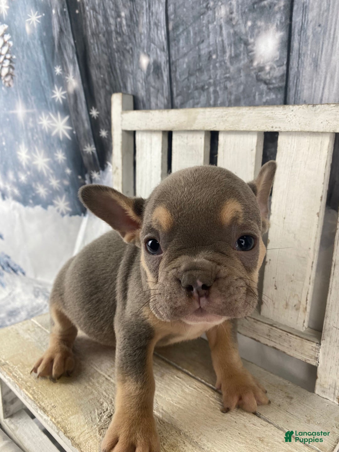 French Bulldog dogs for sale: Leo - Ad 6