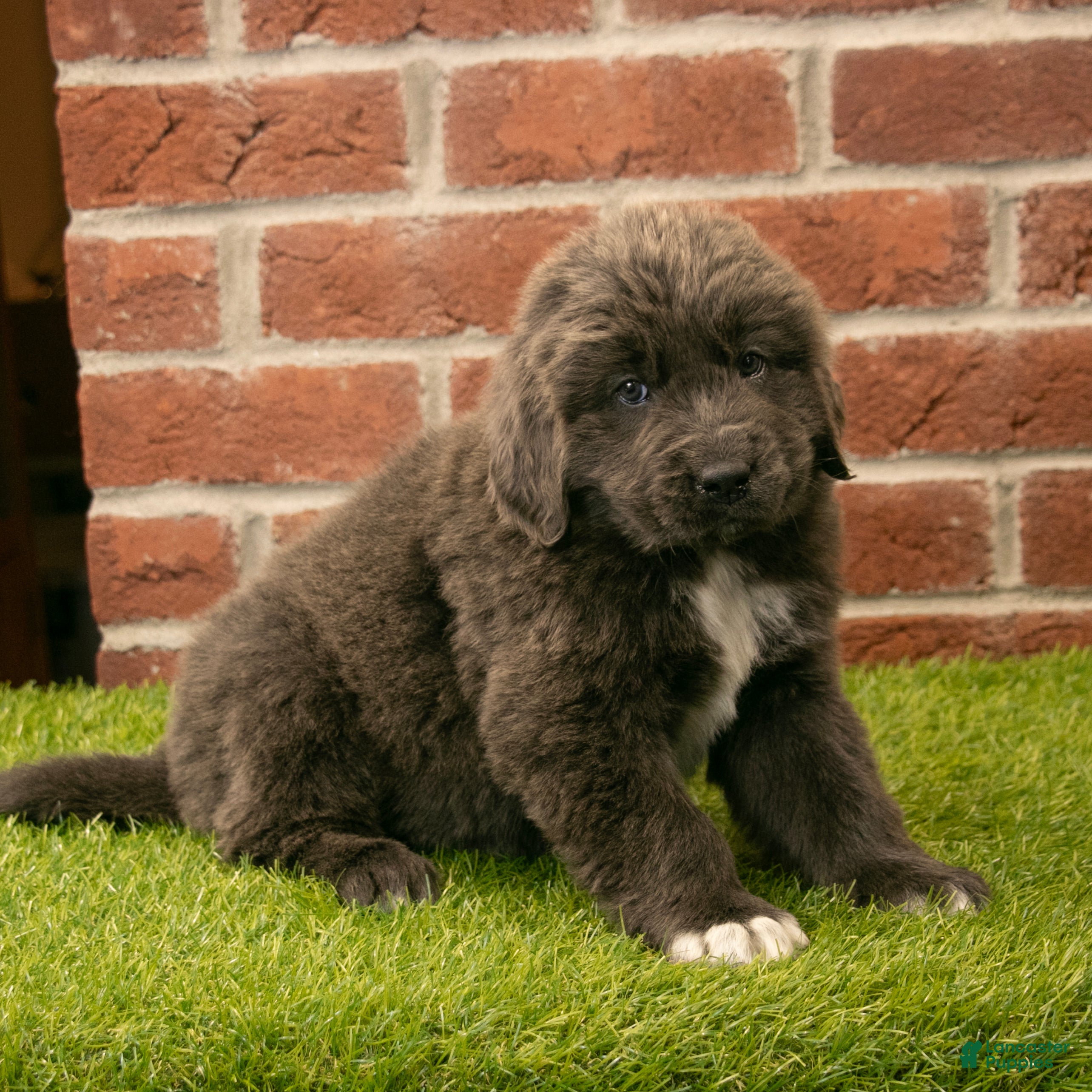 Newfoundland dogs for sale: Jenny - Ad 3