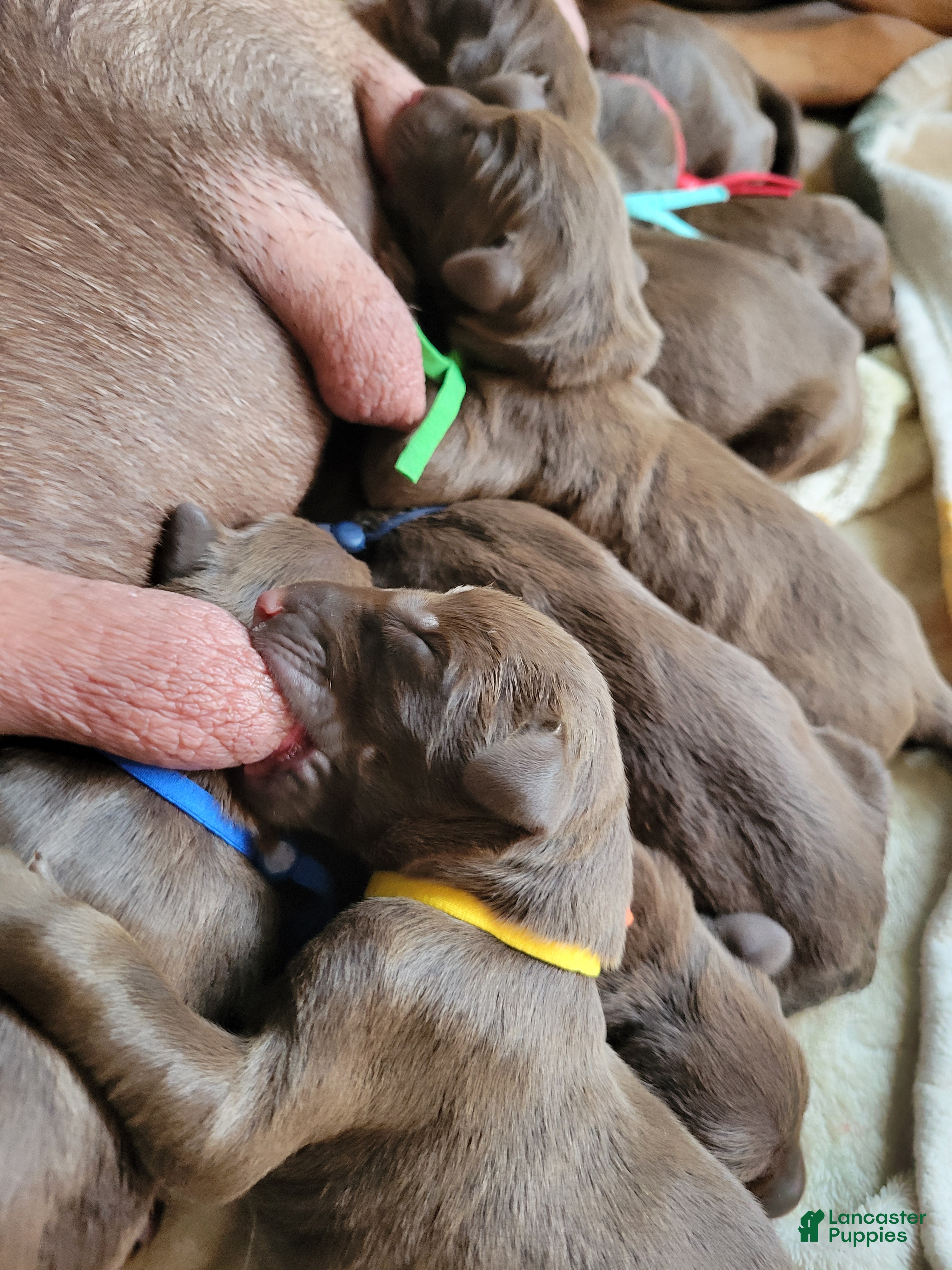 Doberman Pinscher dogs Doberman Pinscher Puppy 1 - Ad 2