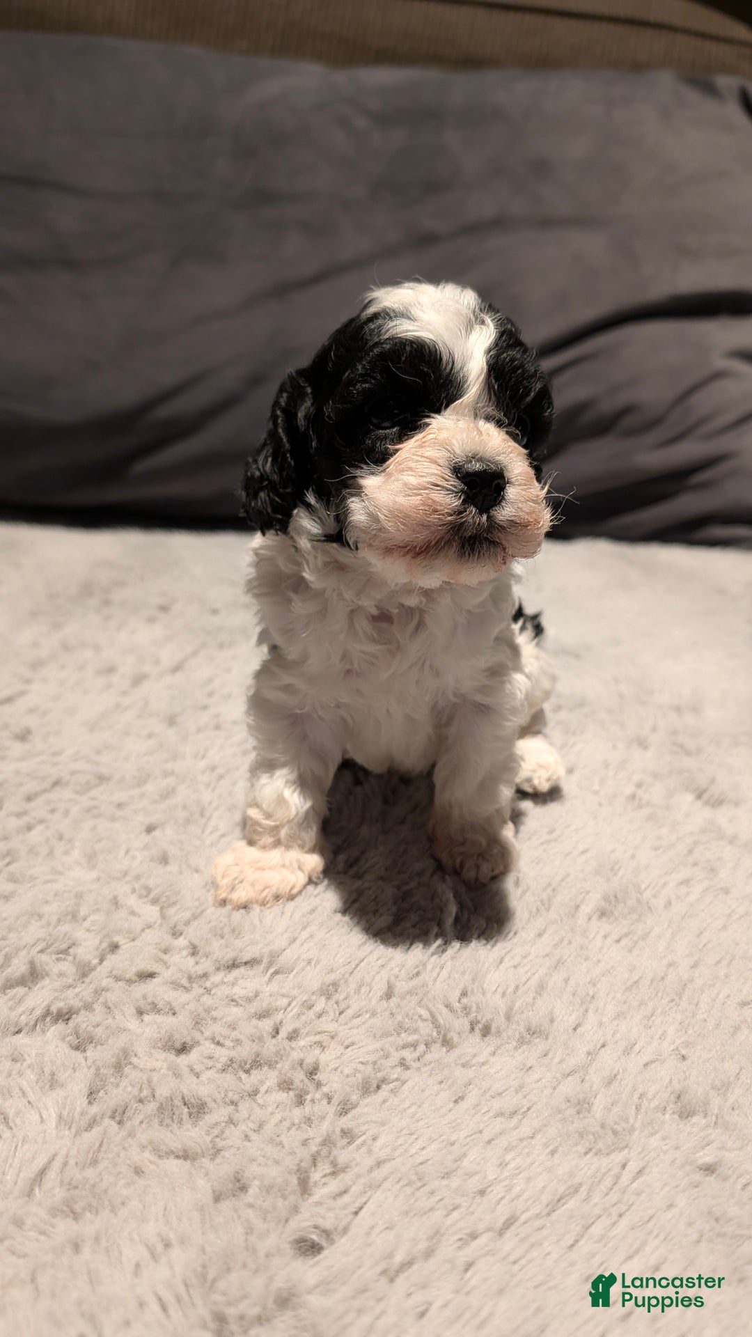 Cockapoo dogs for sale: Lucky (F2b) - Ad 1
