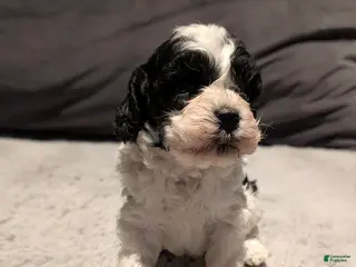 Cockapoo dogs Lucky (F2b) - Ad 8