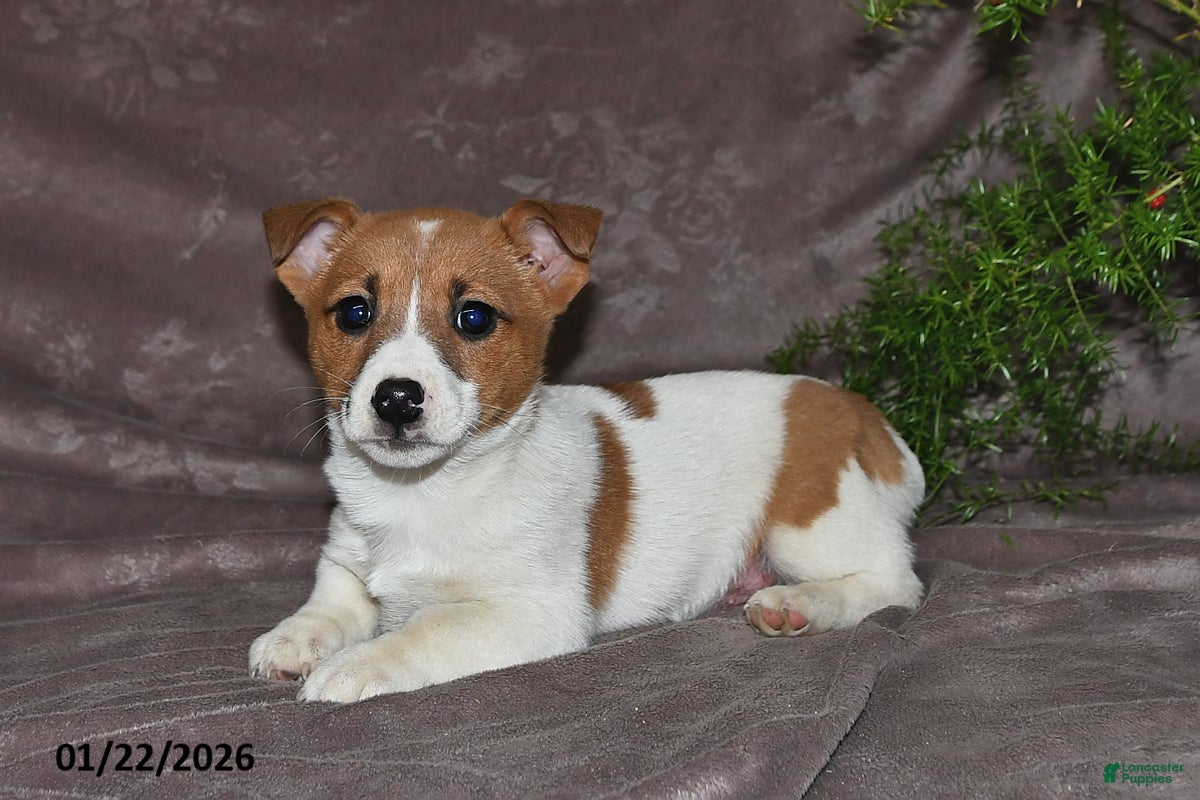 Mixed Breed dogs Sage - Ad 23