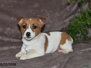 Mixed Breed dogs Sage - Ad 23