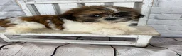 Shih Tzu dogs for sale: Clarice - Ad 13