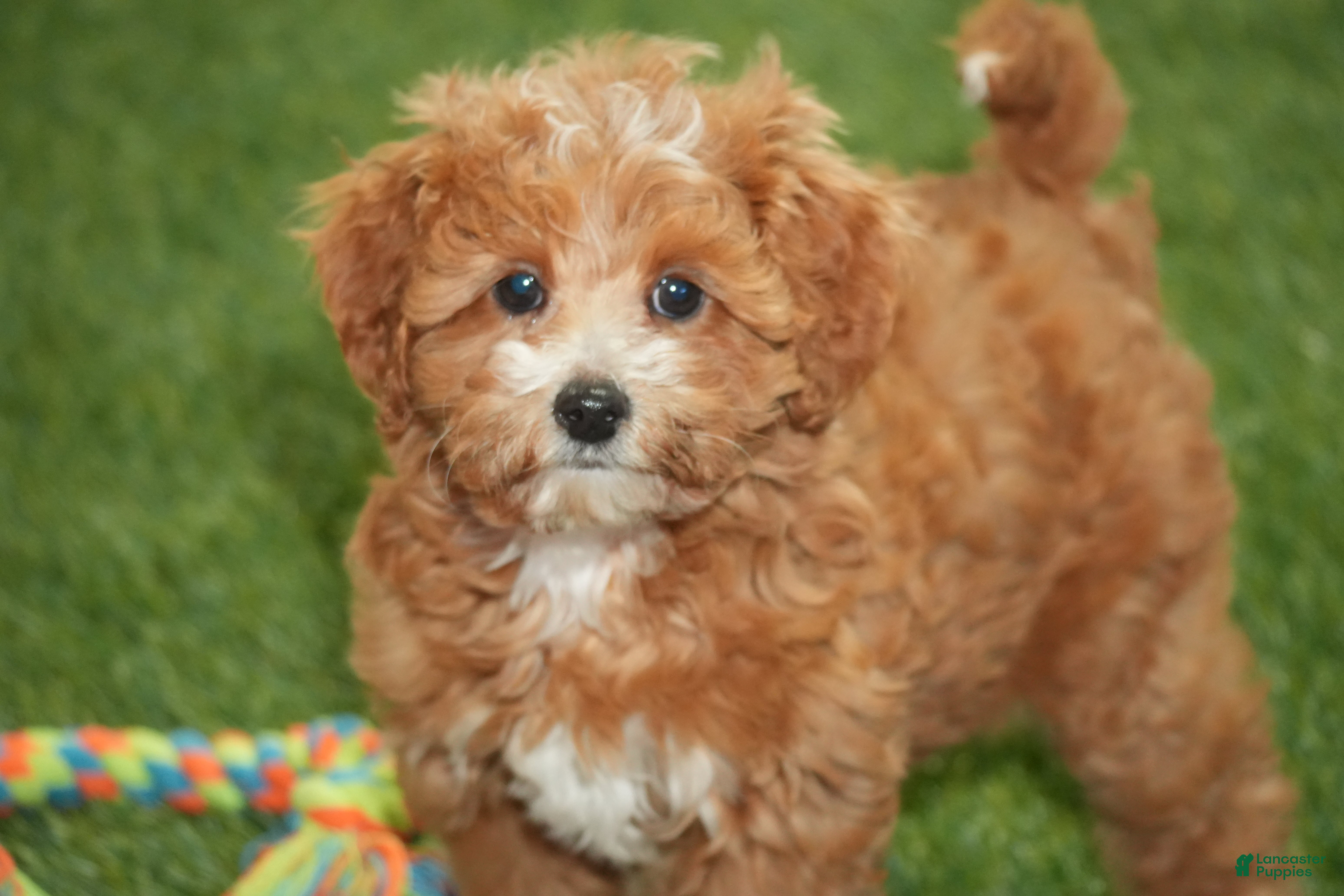Cavapoo dogs Dallas - Ad 34