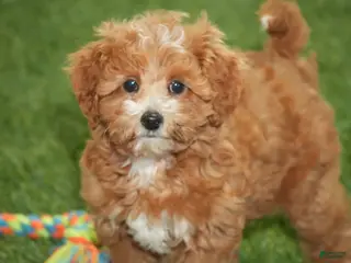 Cavapoo dogs Dallas - Ad 34