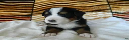 Bernese Mountain Dog dogs for sale: Beauty - Ad 5