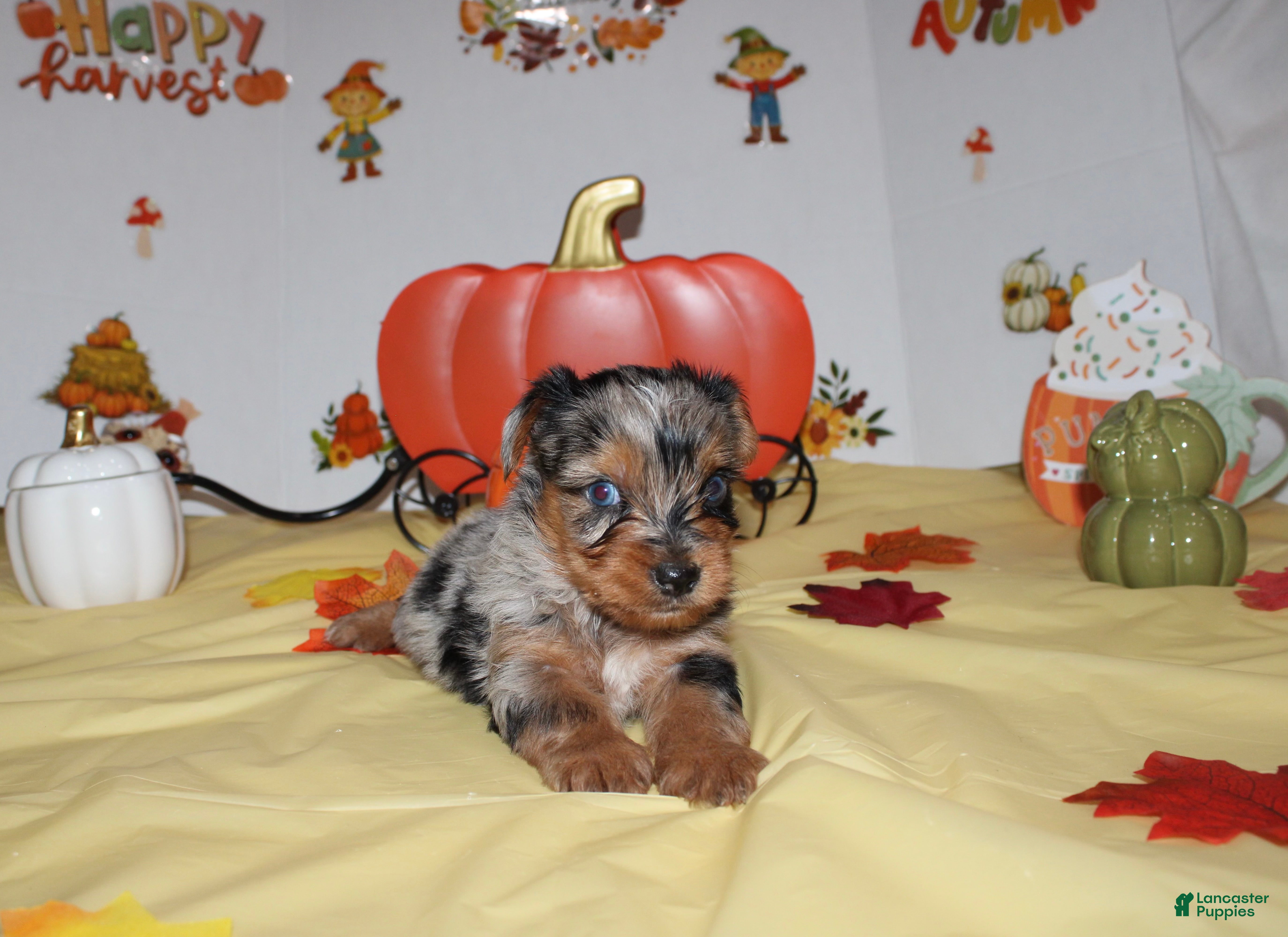Yorkshire Terrier
