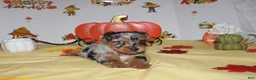 Yorkshire Terrier dogs for sale: Yorkshire Terrier 1 - Ad 1
