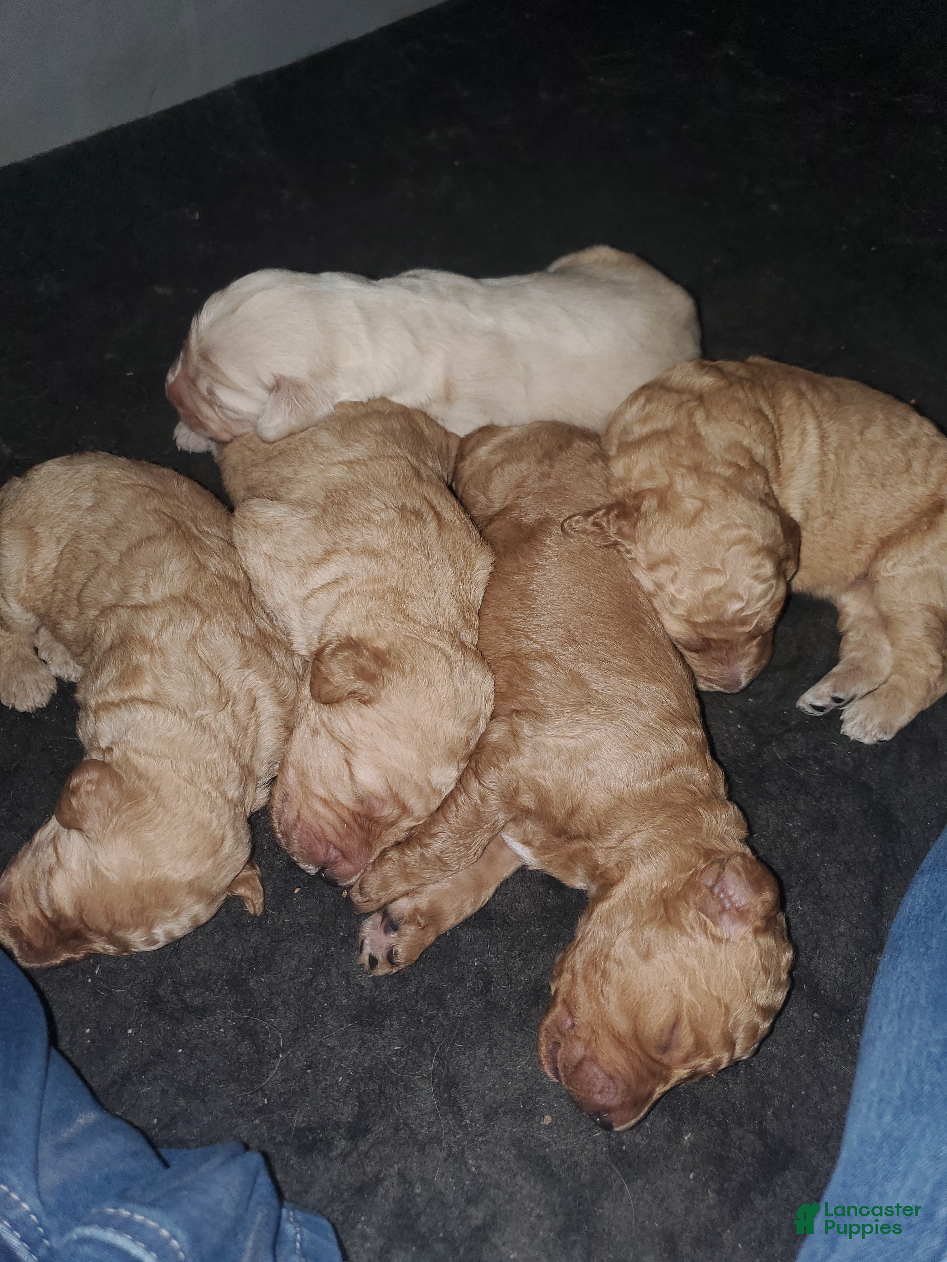 Goldendoodle dogs Goldendoodle Puppy 2 - Ad 24