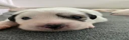 Great Pyrenees dogs for sale: Black-Eyed Susan - Ad 1