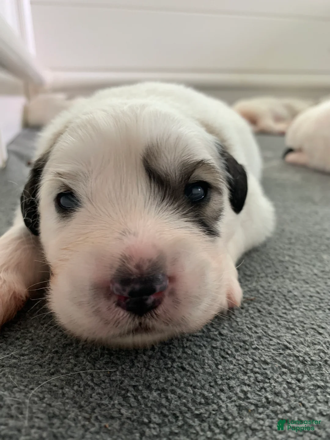 Great Pyrenees dogs for sale: Black-Eyed Susan - Ad 1