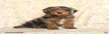 Oscar