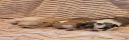 Chihuahua dogs for sale: Chihuahua 3 - Ad 20