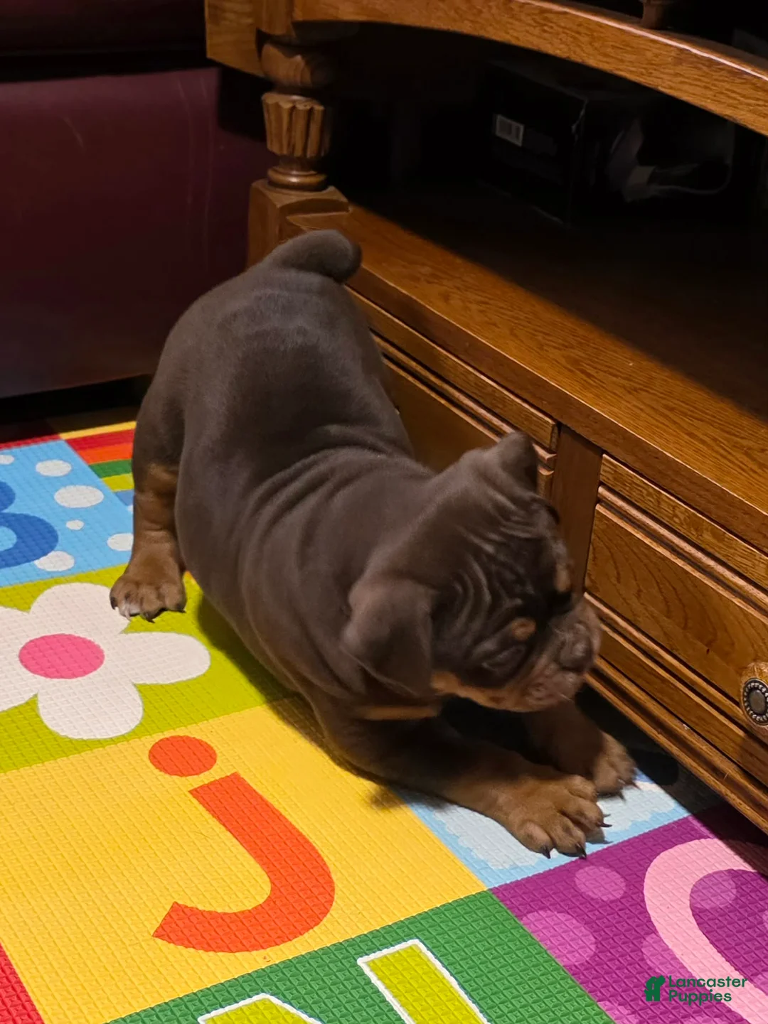 Olde English Bulldogge dogs for sale: Cookie  - Ad 1