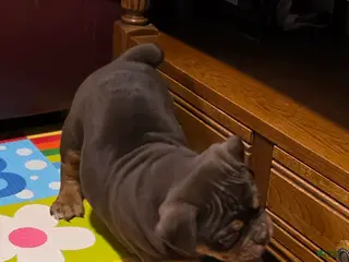 Olde English Bulldogge dogs Cookie - Ad 6