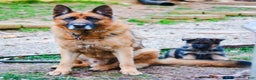German Shepherd dogs for sale: German Shepherd Puppy 2 - Ad 6