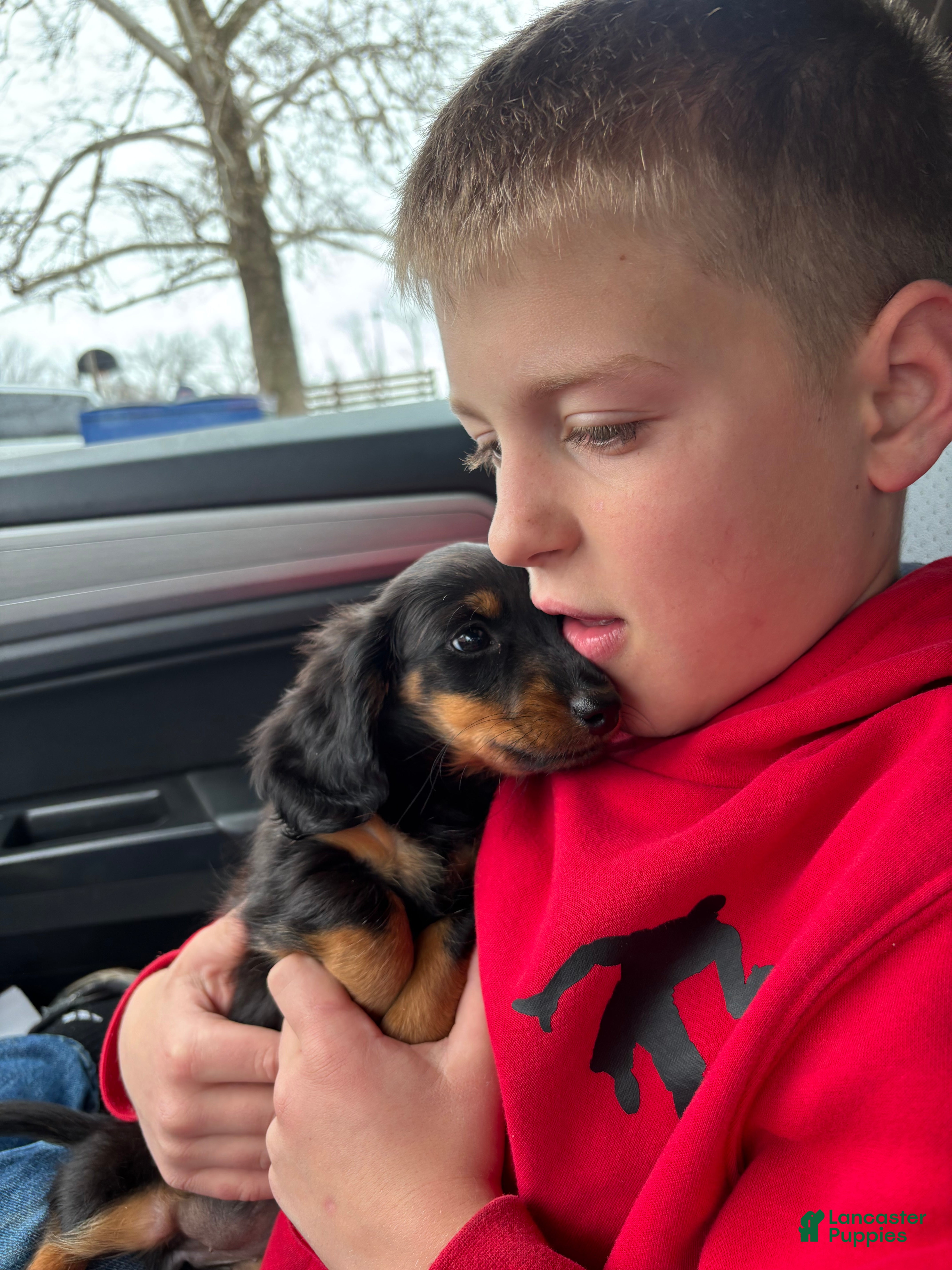 Miniature Dachshund dogs Cricket - Ad 2