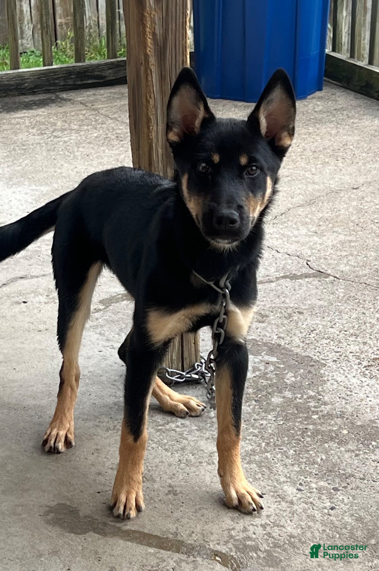Mixed Breed dogs for sale: Mixed Breed 1 - Ad 14