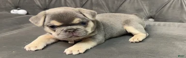 Dolce 