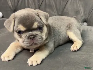 French Bulldog dogs for sale: Dolce - Ad 1