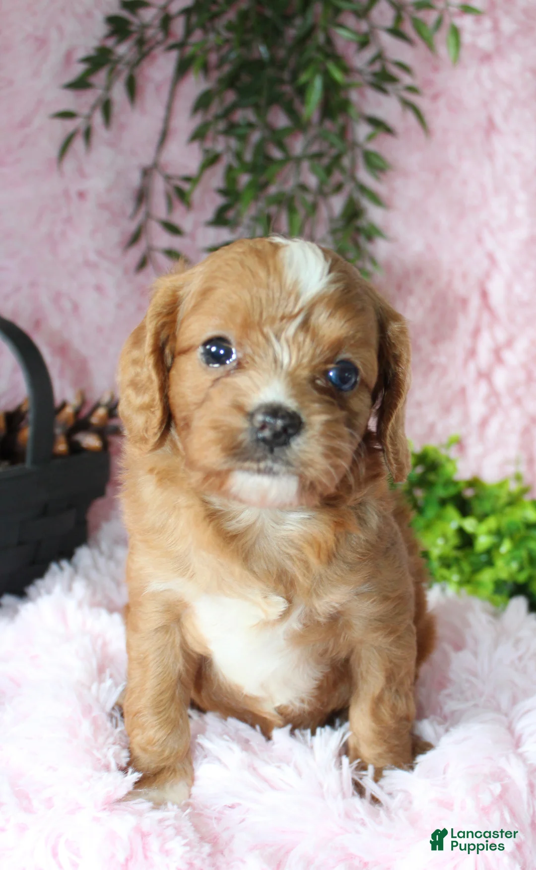 Cavapoo dogs for sale: Cavapoo 7 - Ad 1