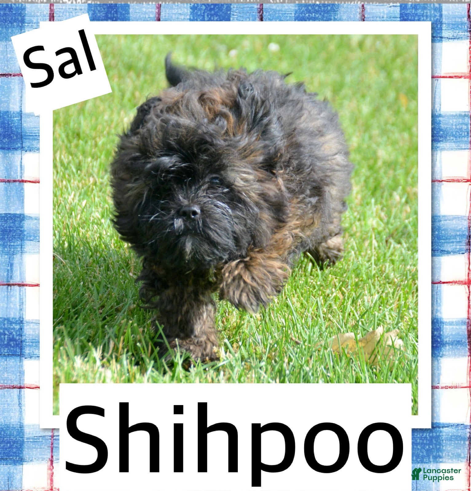 Shihpoo dogs Shihpoo Sal - Ad 35