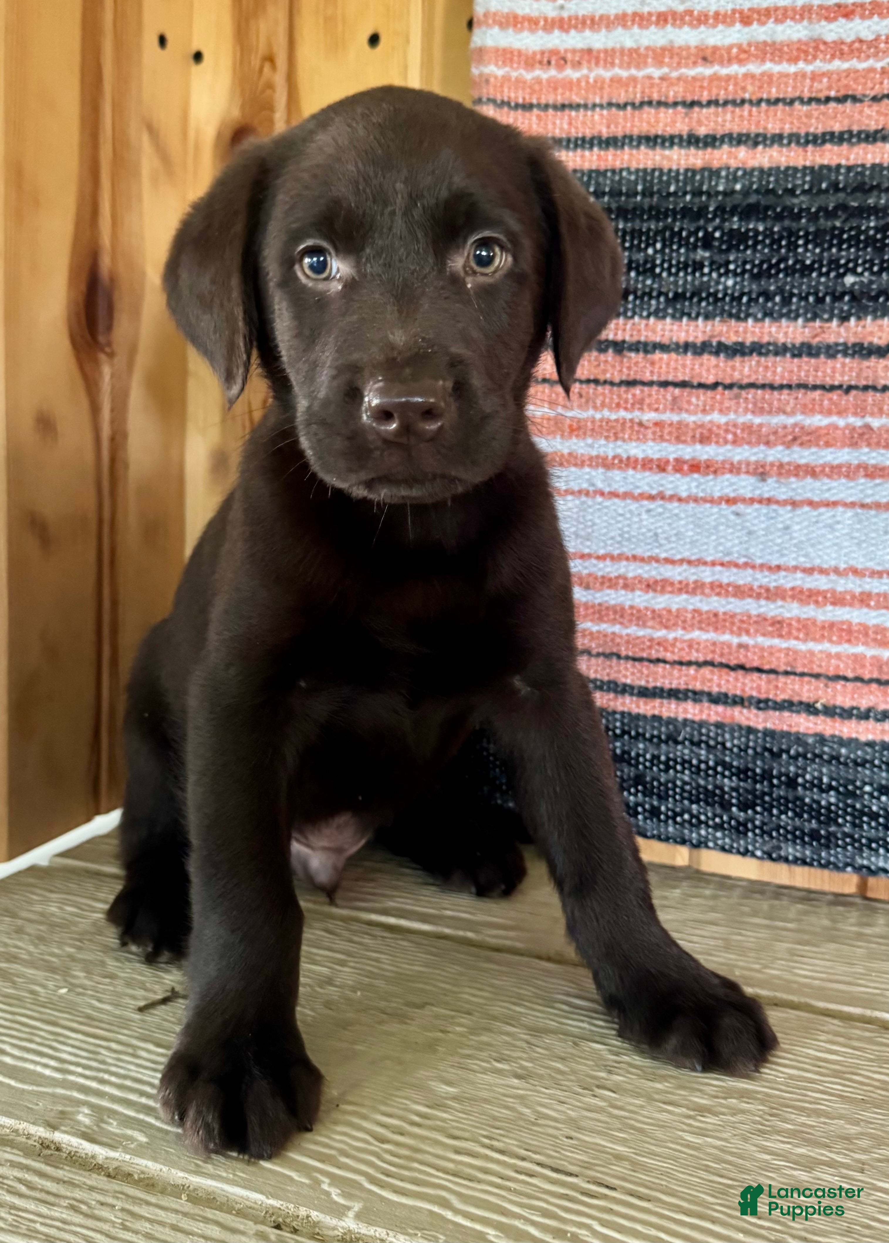 Labrador Retriever dogs Raptor  - Ad 1