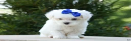 Maltese dogs for sale: OREO - Ad 10