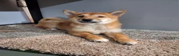 Shiba Inu dogs for sale: Tina - Ad 3