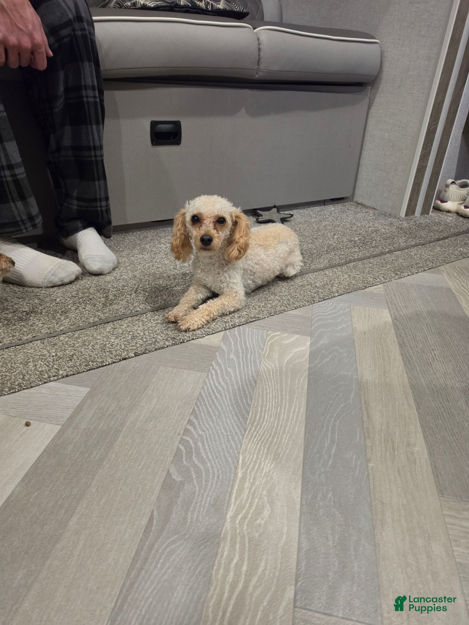 Toy Poodle dogs Theo, tiny toy - Ad 2