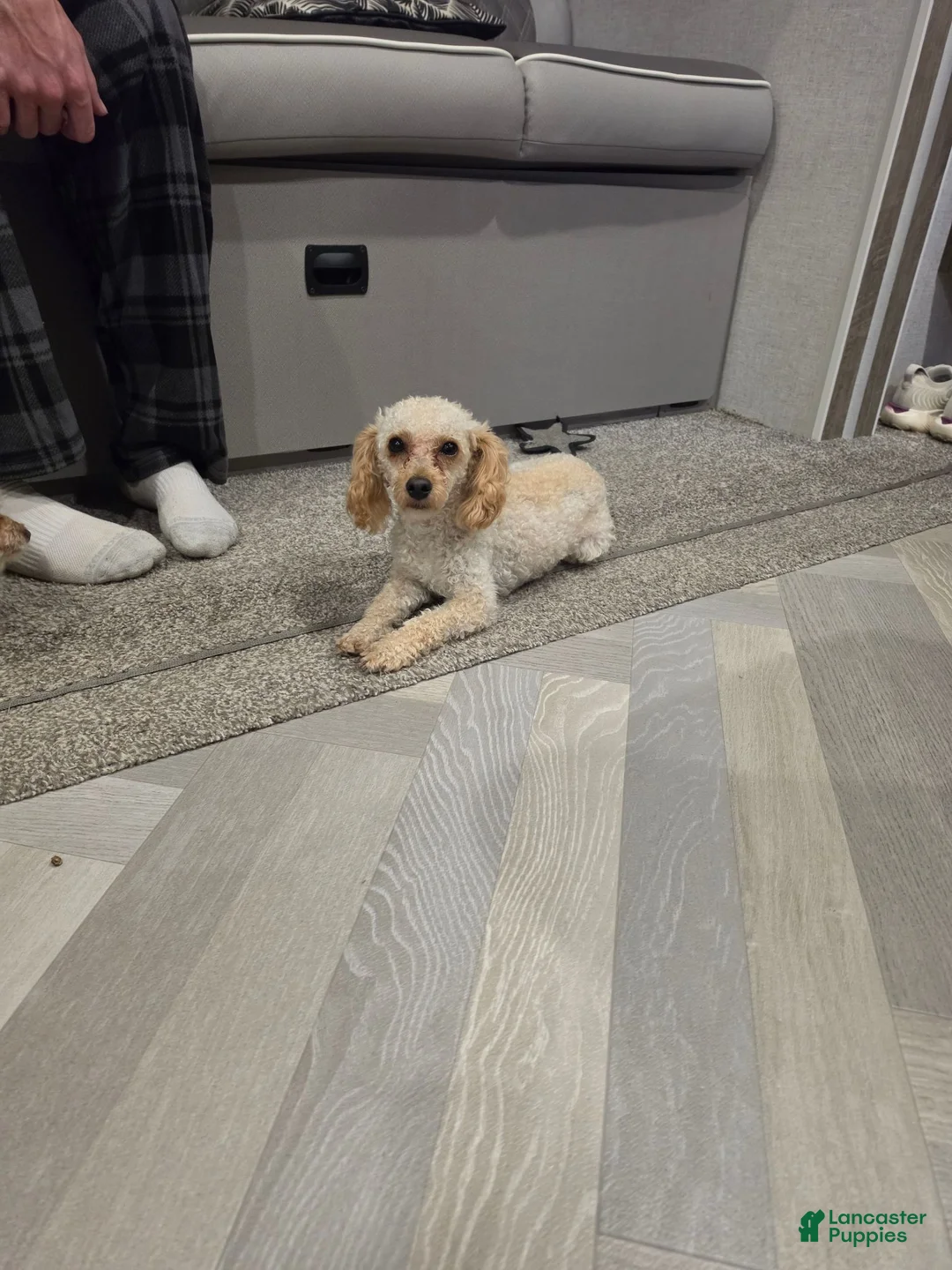Toy Poodle dogs for sale: Theo, tiny toy - Ad 2