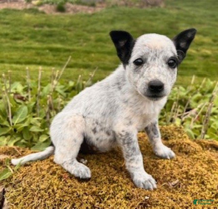 Mixed Breed dogs Spot - Ad 2
